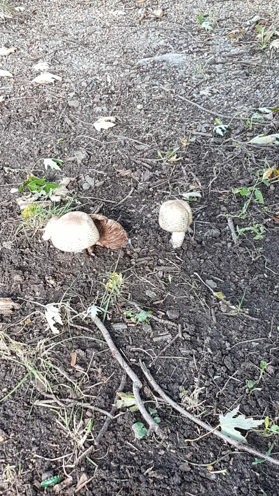 Zwei Pilze ragen aus einem Stück Erde.