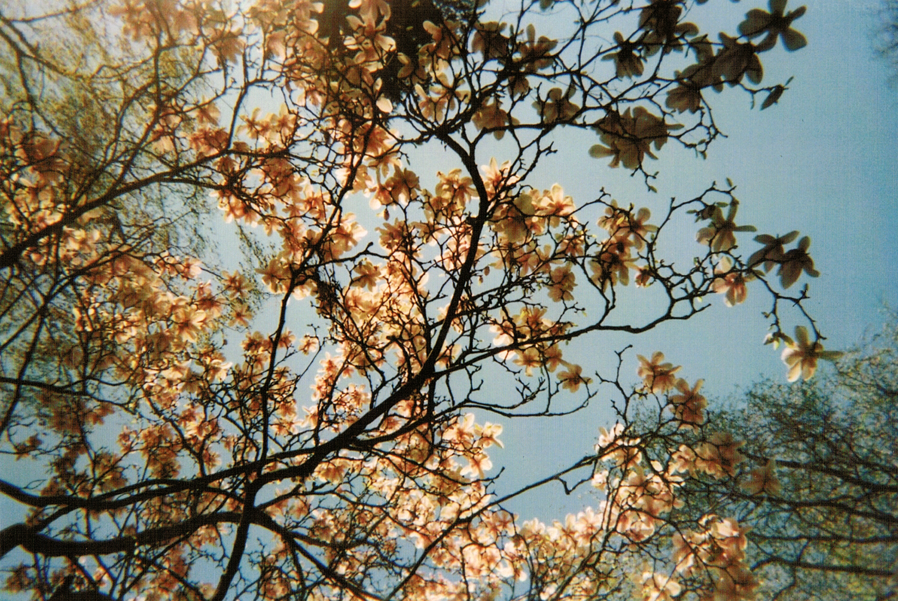 Film photo of a pale pink blooming magnolia tree softly glowing in the sunlight