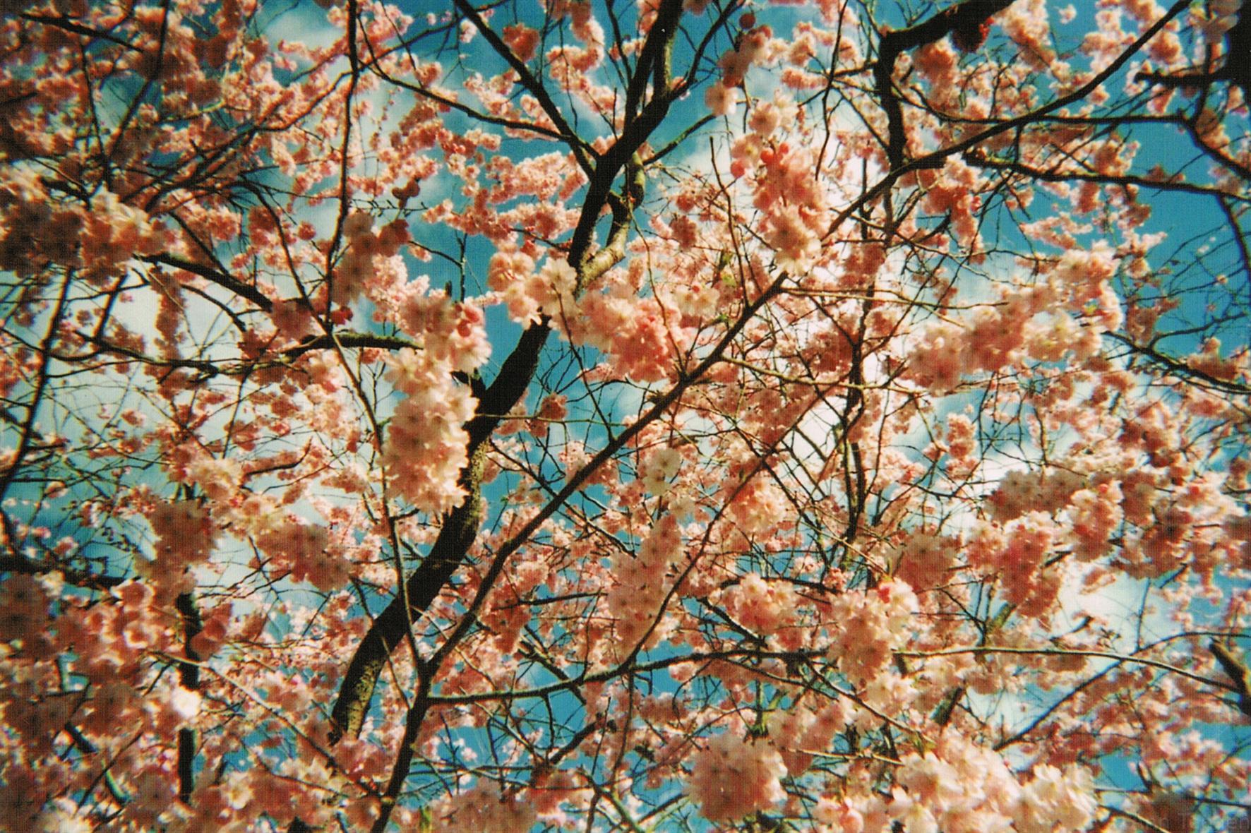 Film photo of a pink blooming cherry tree on a sunny day