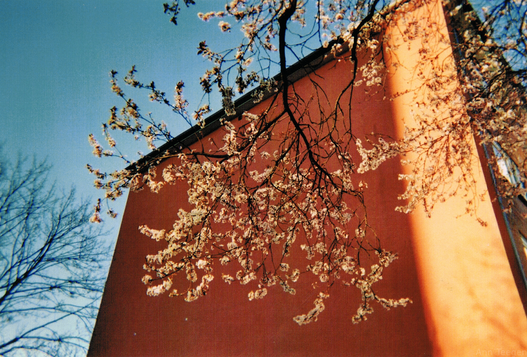 Film photo of a pale pink blooming cherry tree in front of a dark orange house