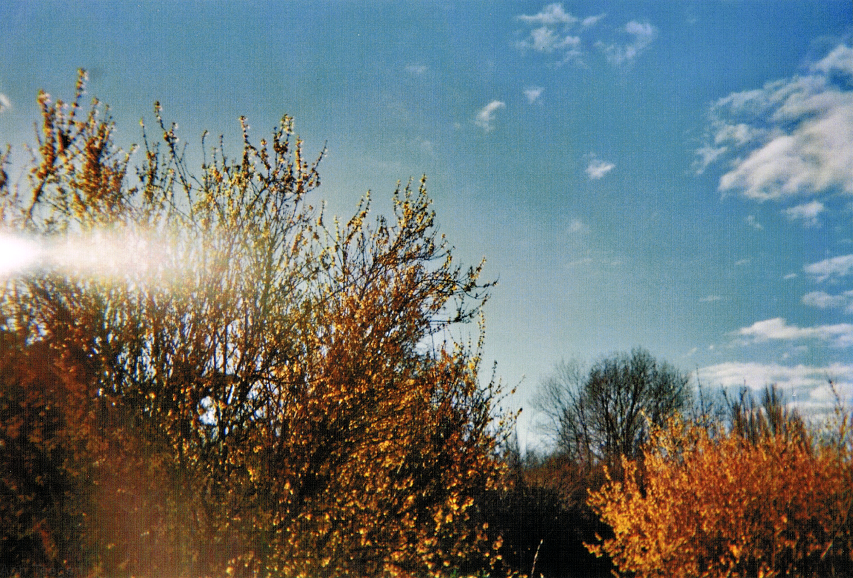 Film photo of yellow blooming bushes on a sunny day