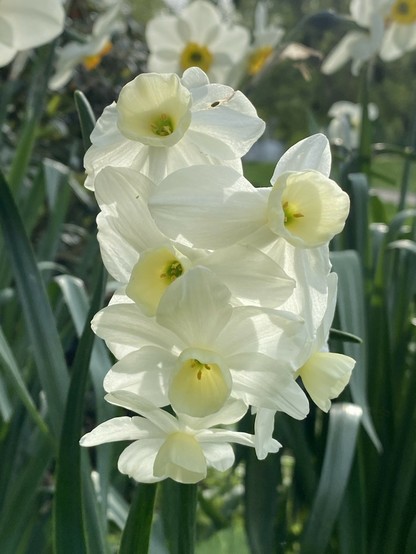 eine interessante Narzisse, den Blüten als Dolde wachsen. sie ist weiß und die Blätter werden von hinten angeleuchtet.