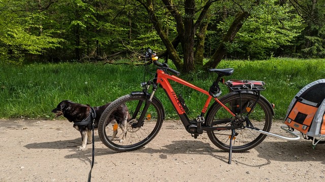 Ein kleiner schwarzer Hund steht am Vorderrad eines roten Raleigh Dundee Moutain Bikes auf einem Waldweg. Dahinter ist ein Fahrradanhänger.
