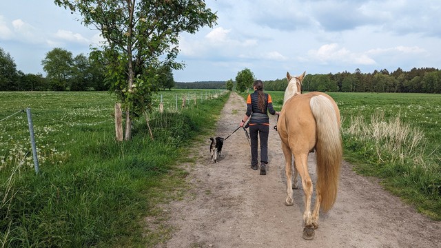 Ein kleiner schwarzer Hund und ein Palomino-Pony gehen mit einem Menschen auf einem Feldweg spazieren. 