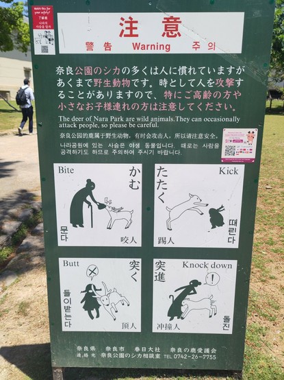 Dangerous Deers in Nara