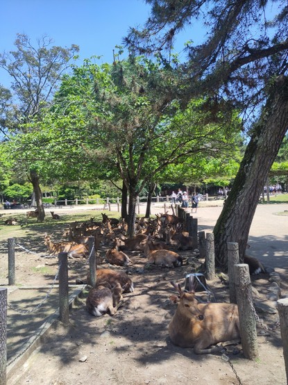 Deers in Nara