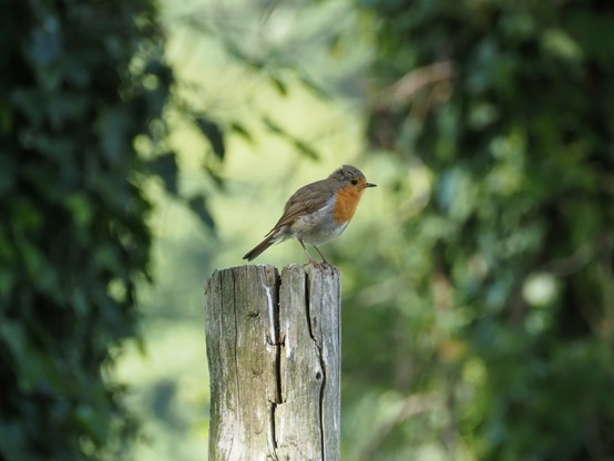 a robin sitting on a pole