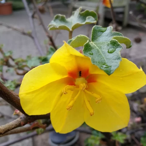 Nahaufnahme der gelben Blüte