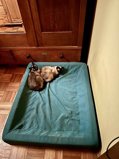 Ein großes Schlafkissen vor einem Schrank und in der einen Ecke liegen zwei Thaikatzen zusammen gekuschelt. Unser Hund könnte sich noch dazu legen, wird sie aber nicht tun. 😉